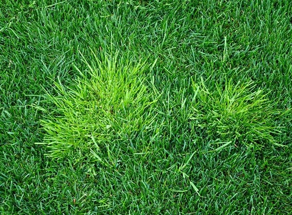 Poa Bluegrass
