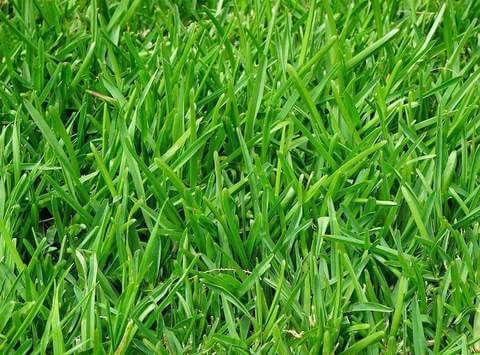 Perennial Ryegrass