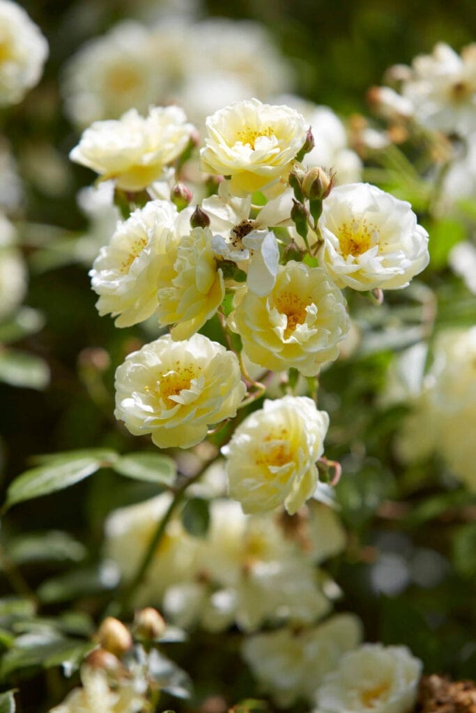 Rambler Roses