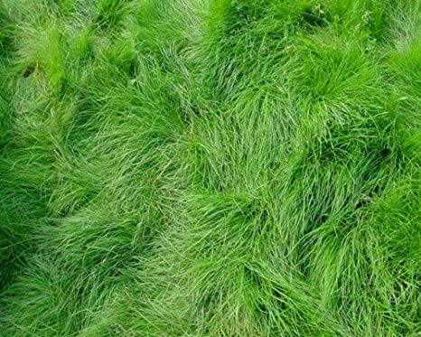 Red Creeping Fescue