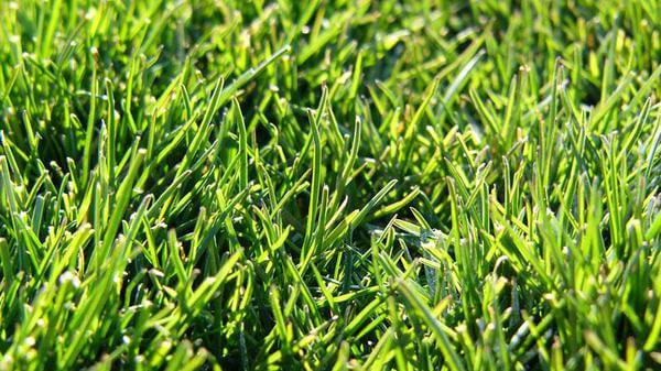 Rough Bluegrass