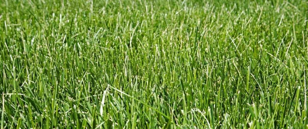 Tall Fescue