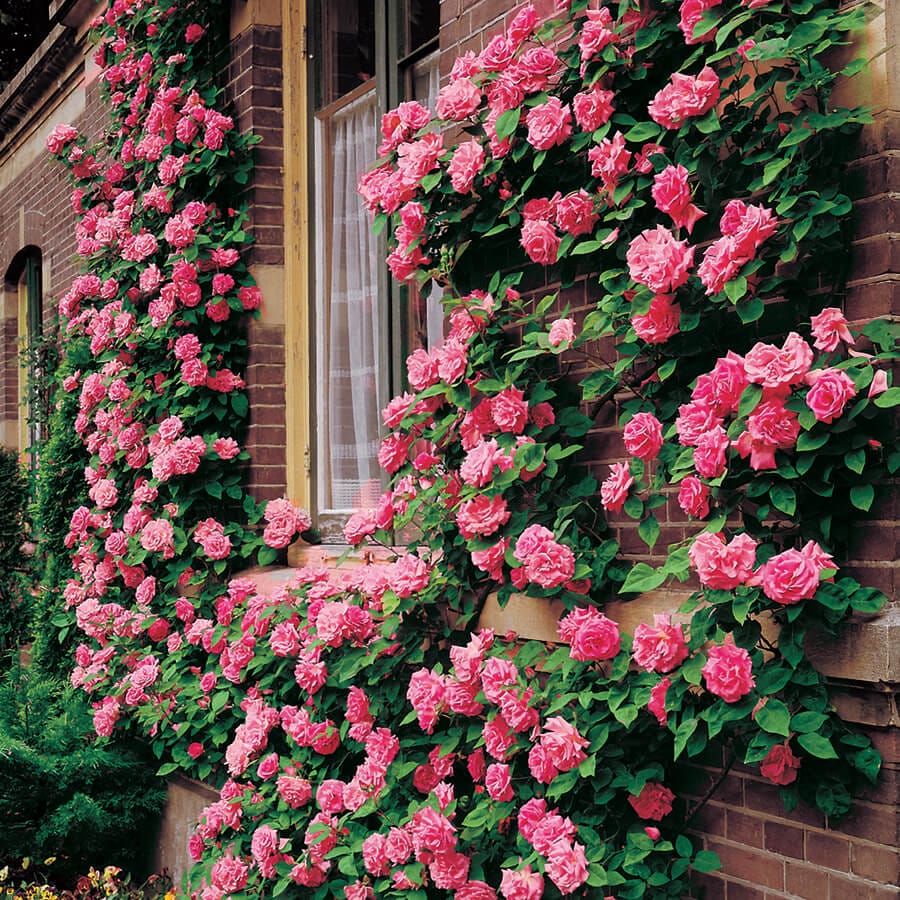 climbing roses