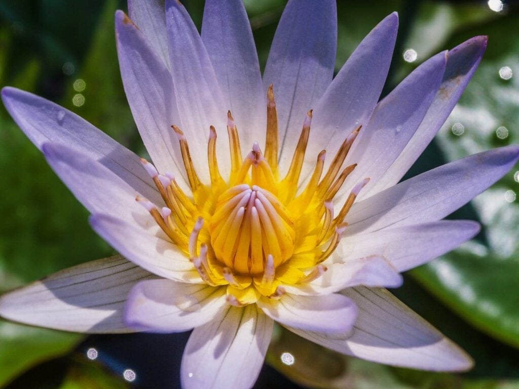 daylily
