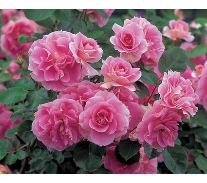 everblooming roses