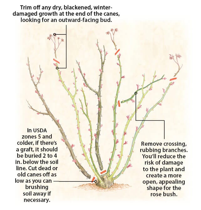 pruning petals and leaves
