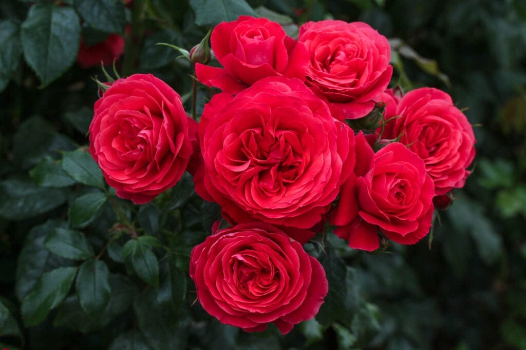 modern roses