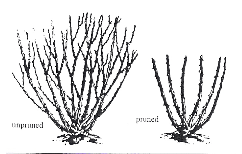 rose pruning