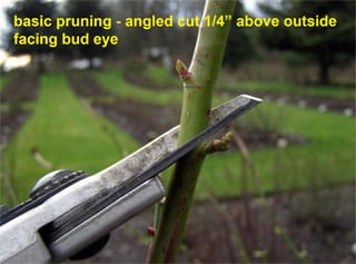 pruning roses