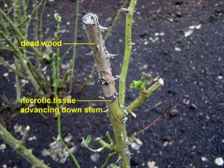 pruning dead wood