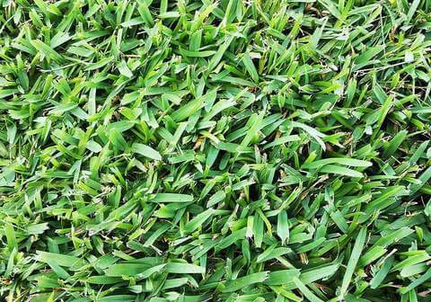 st. augustine grass