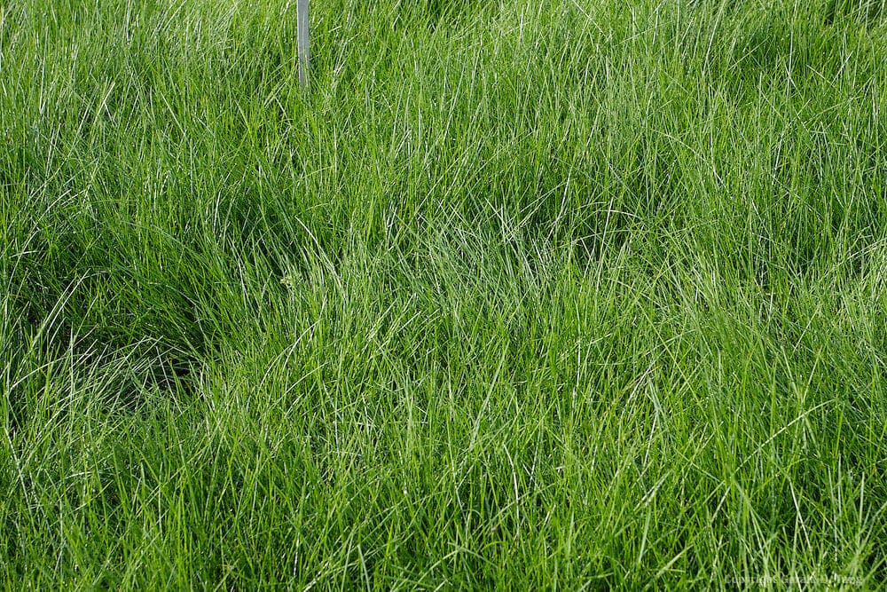 Velvet Bentgrass