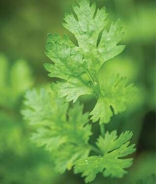 calypso cilantro