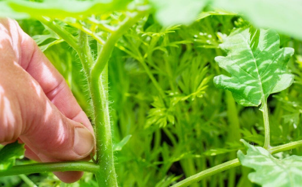 caring for tomatoes