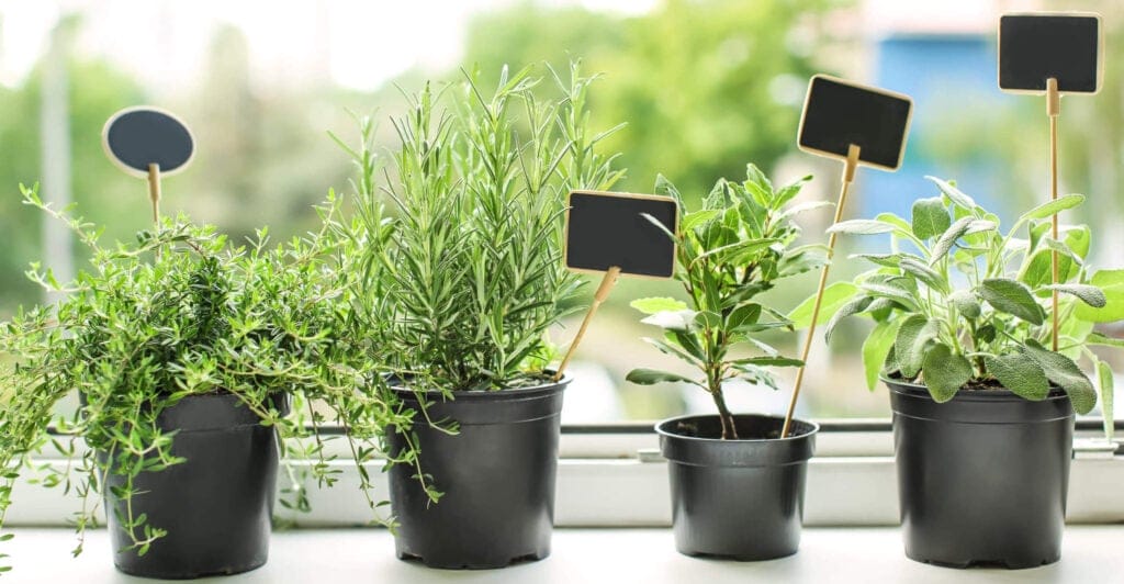 growing sage indoors
