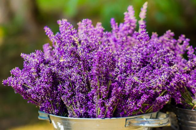 lavender outside