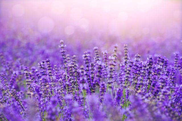 how to grow lavender from seed