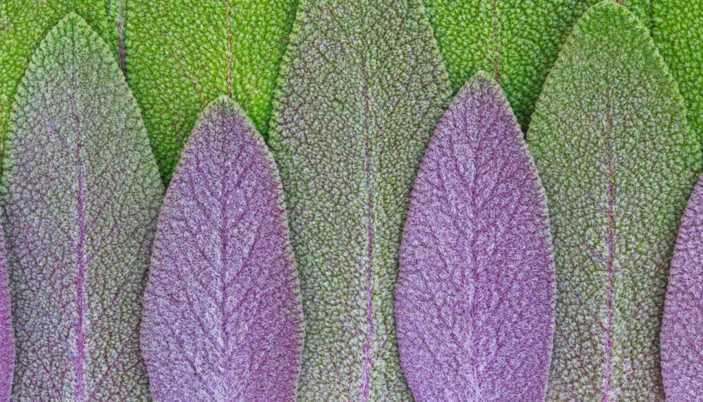 purple sage