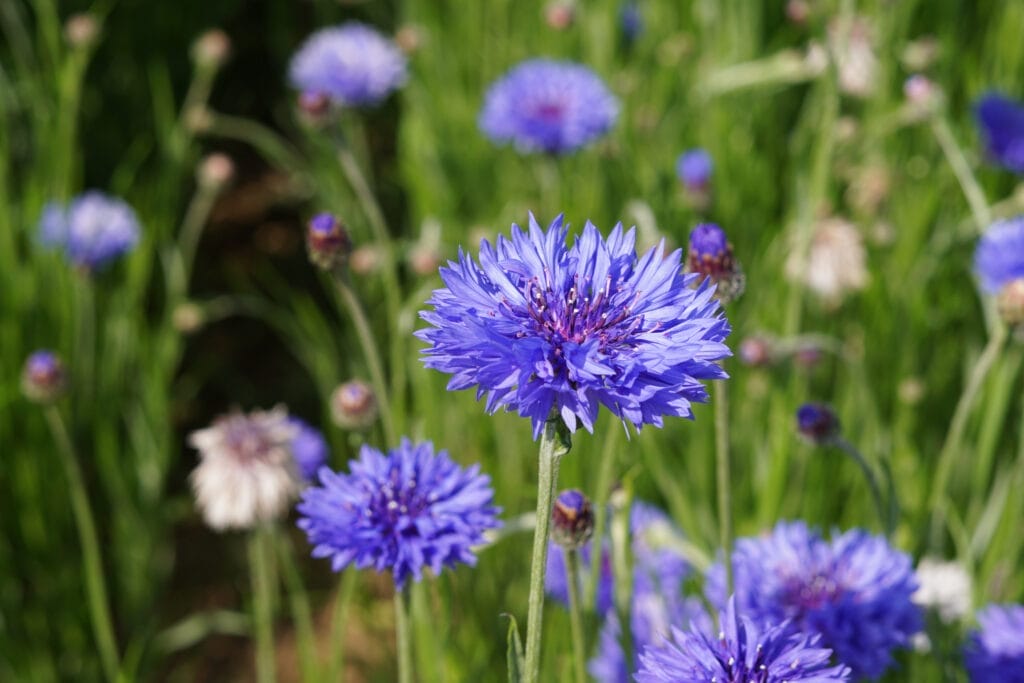 cornflower