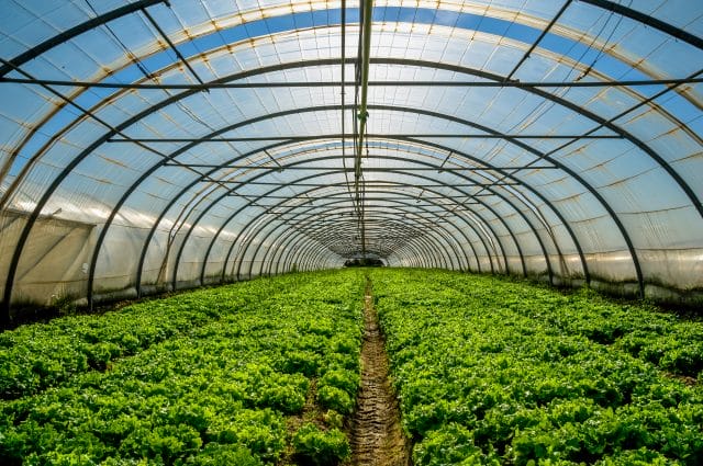 greenhouse 3