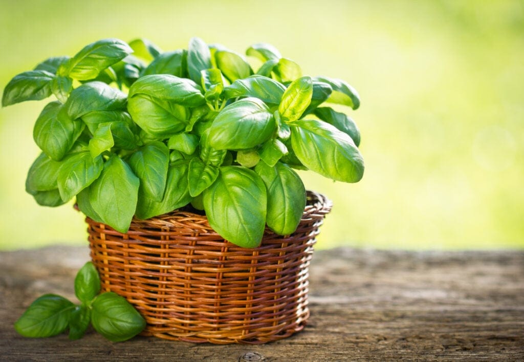 basil