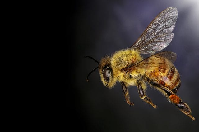 bee flying