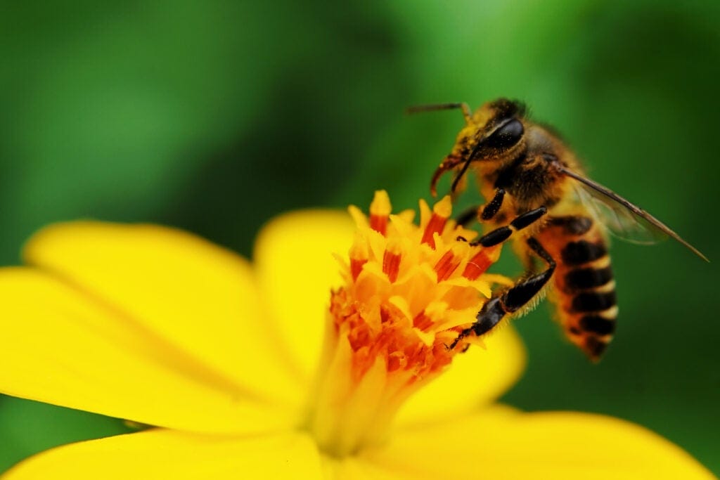 bee on plant