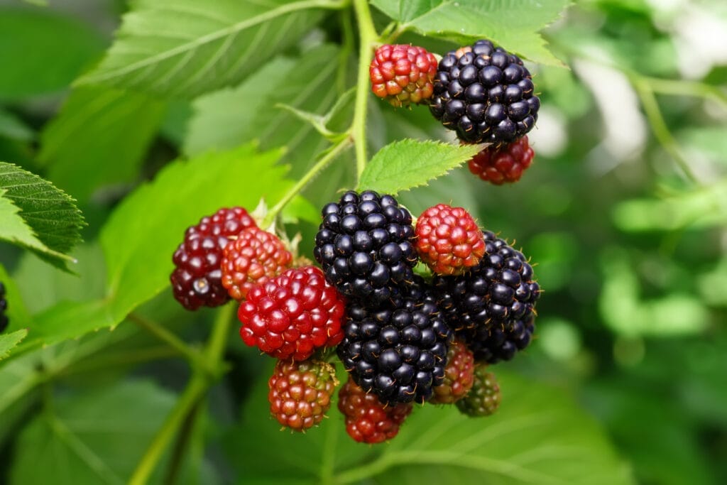 blackberry