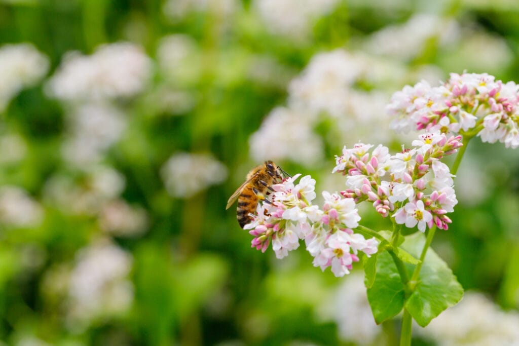 buckwheat