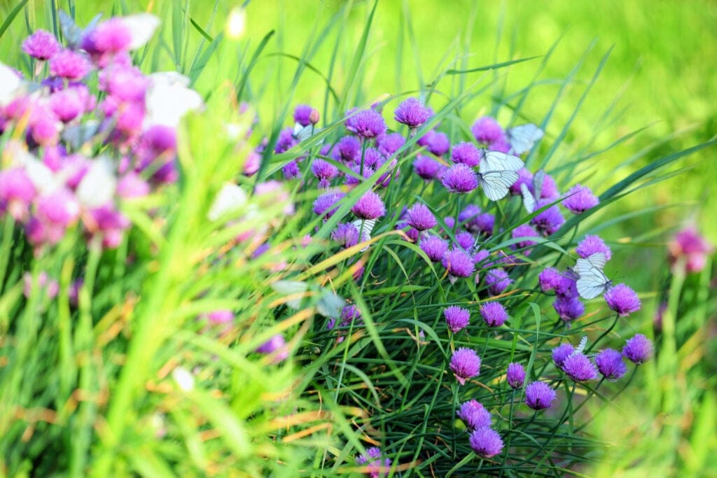 chives