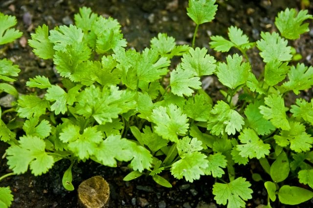 cilantro