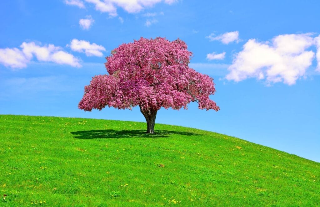 crabapple