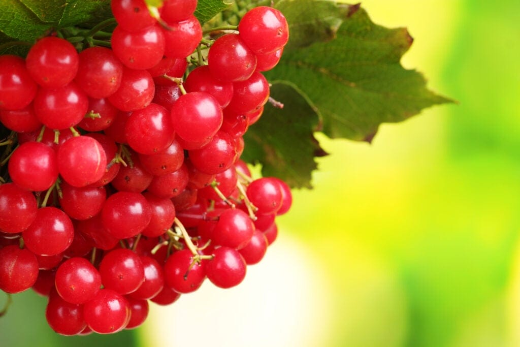 cranberry