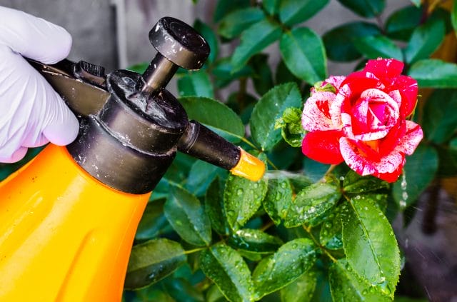 fertilizing roses