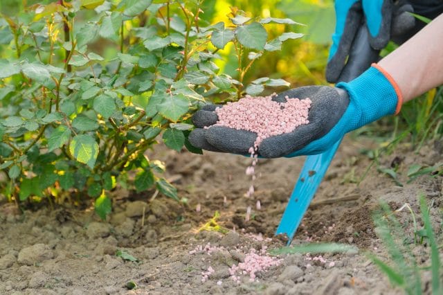 best acacia fertilizers