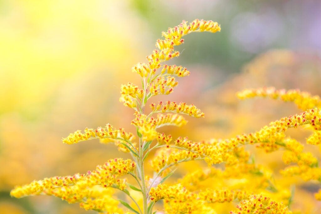 goldenrod