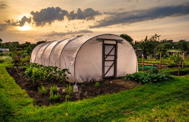 greenhouse 4