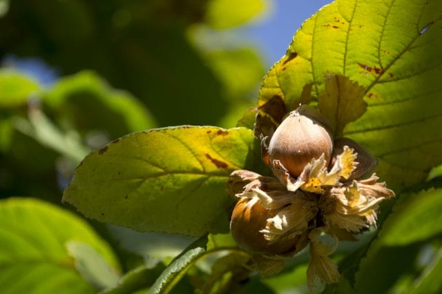 hazelnut