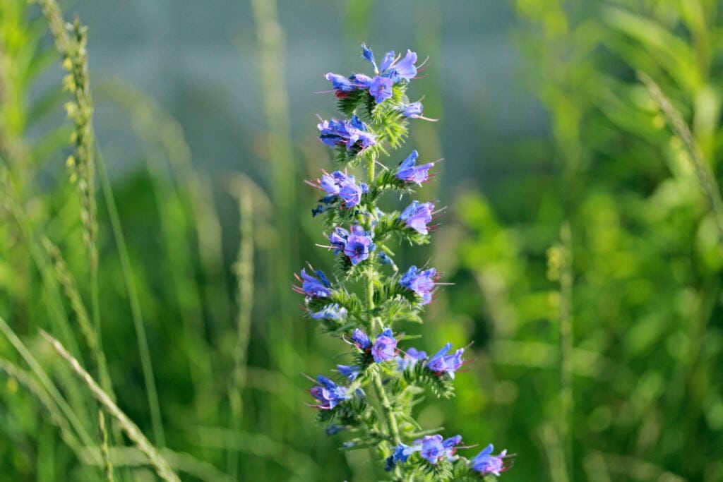 hyssop