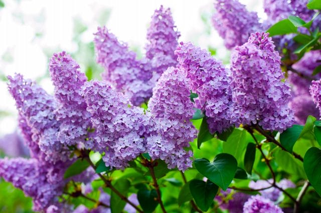 lilac