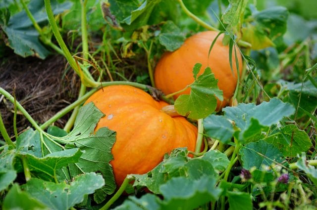 pumpkin