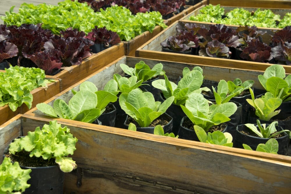 raised garden bed 1