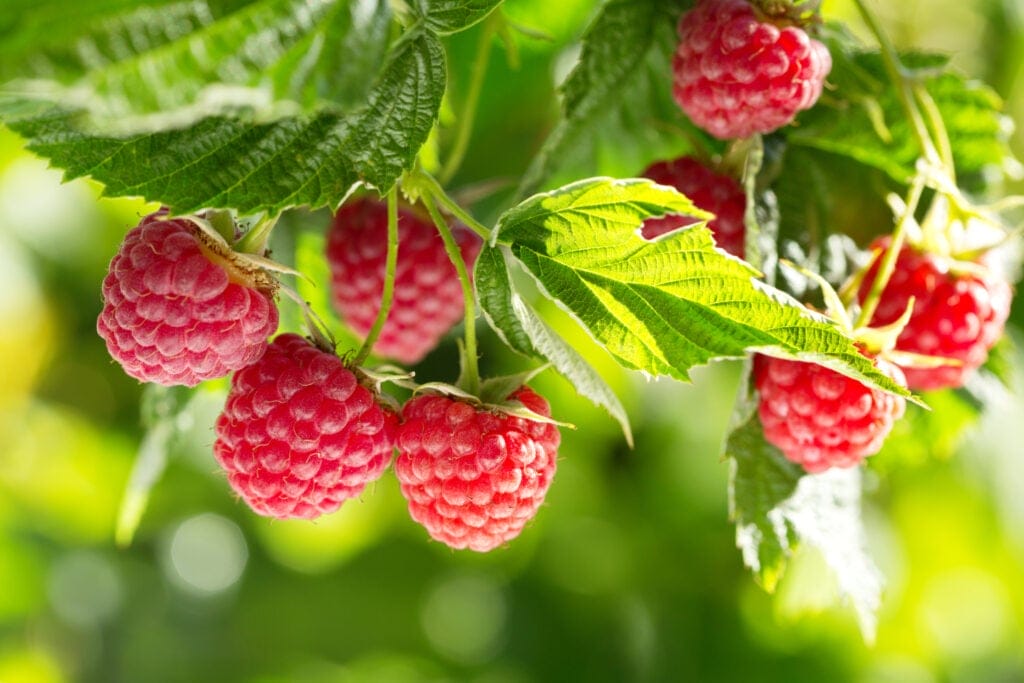 raspberry