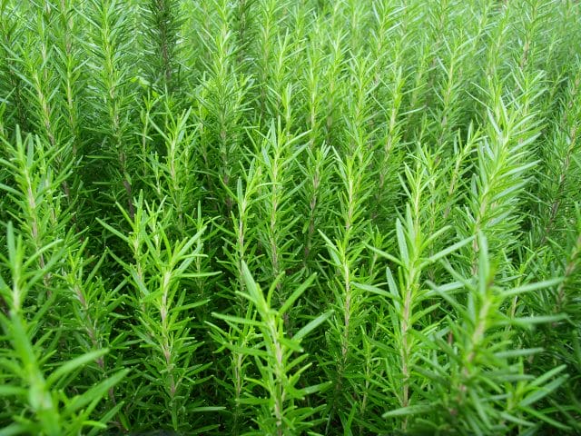 rosemary