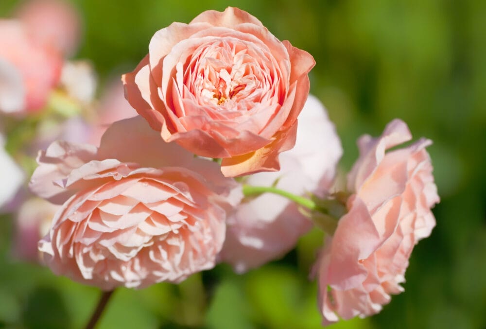 roses