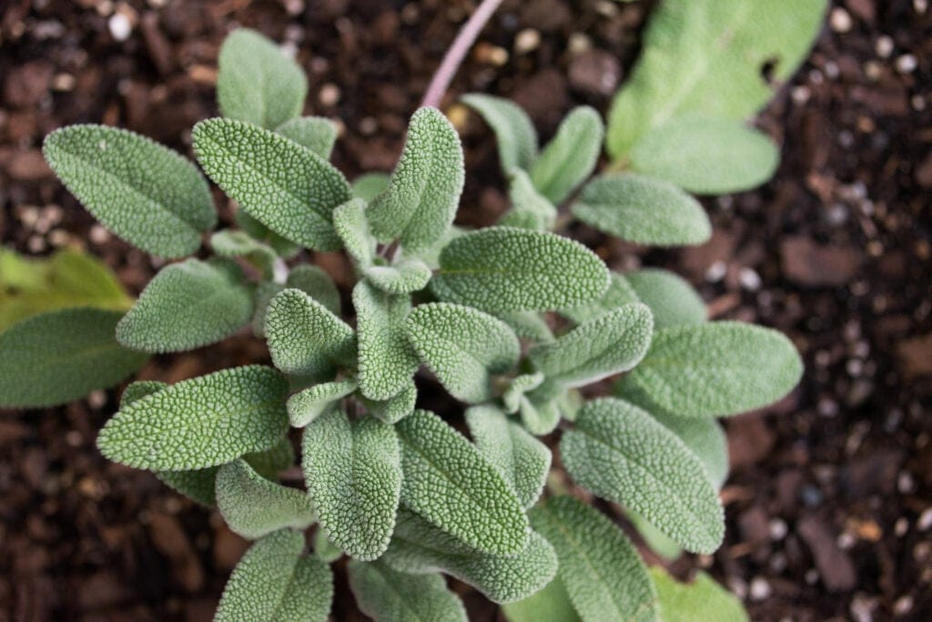 sage