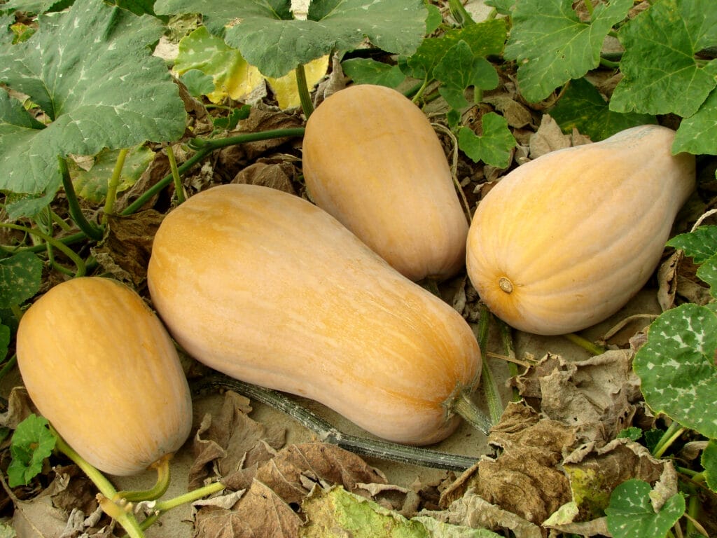 squash