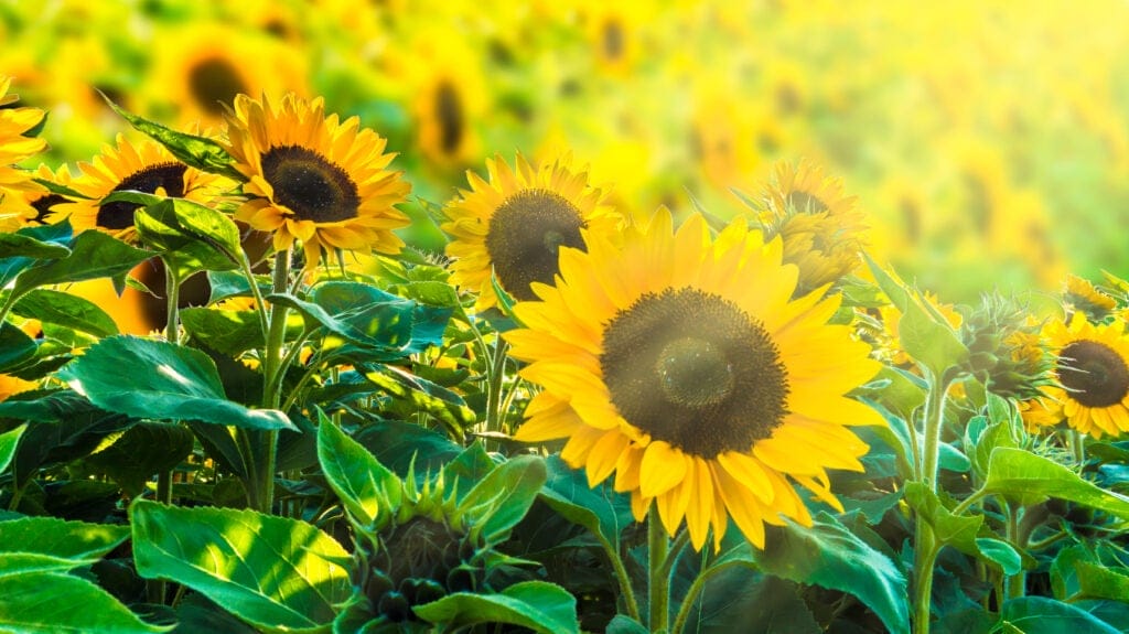 sunflower