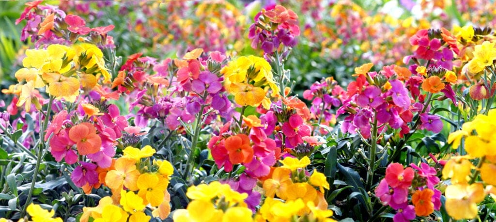 wallflower