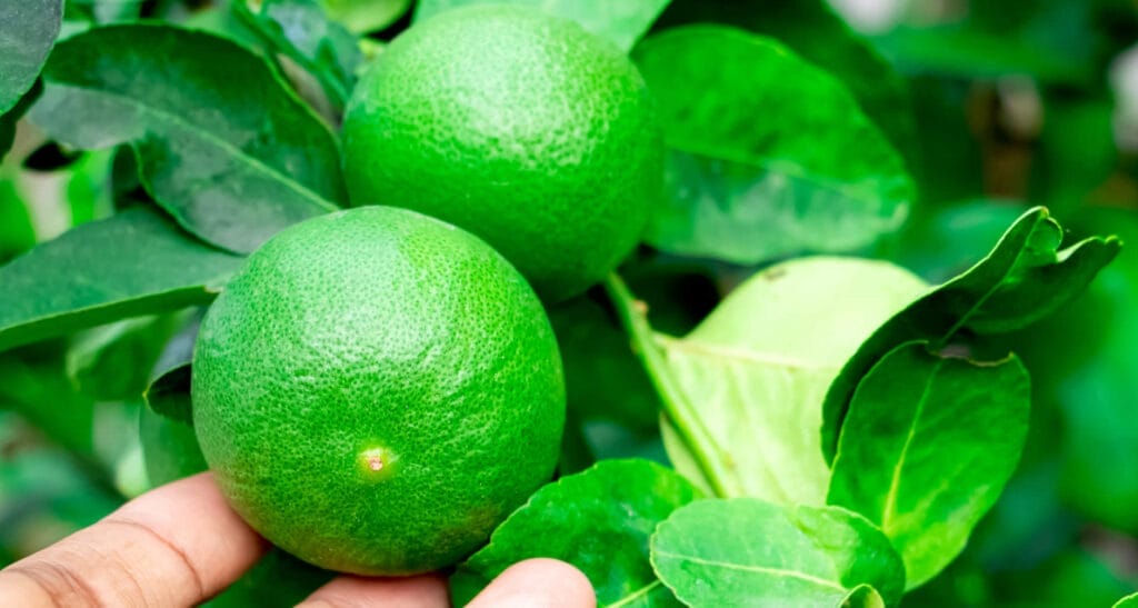 caring for limes
